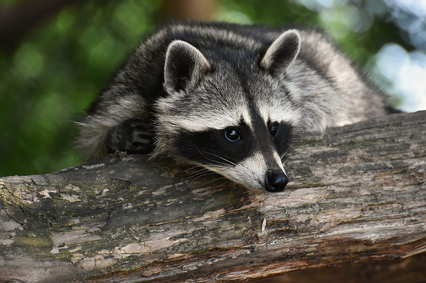 도심 속 야생동물 소개