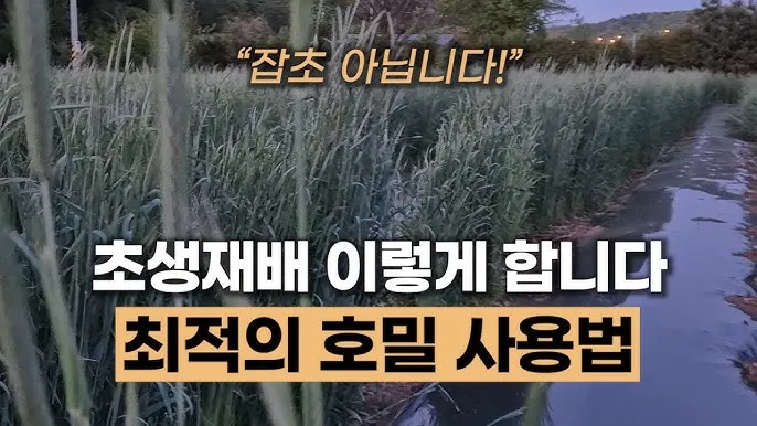 호밀 재배 가을 파종 추위 강함 사료용 수확_3