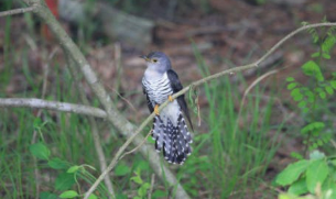 시 접동새와 관련된 이미지