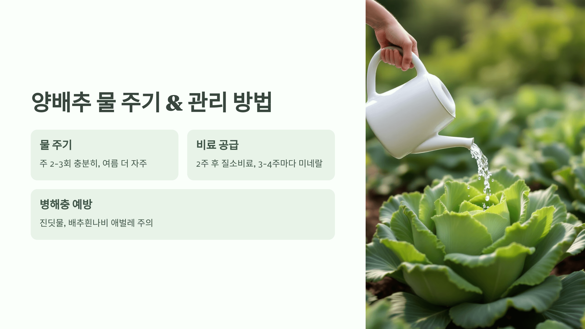 양배추 사진입니다.