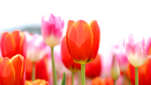 태안 튤립 축제 실시간 개화 상황