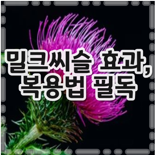 밀크씨슬효과