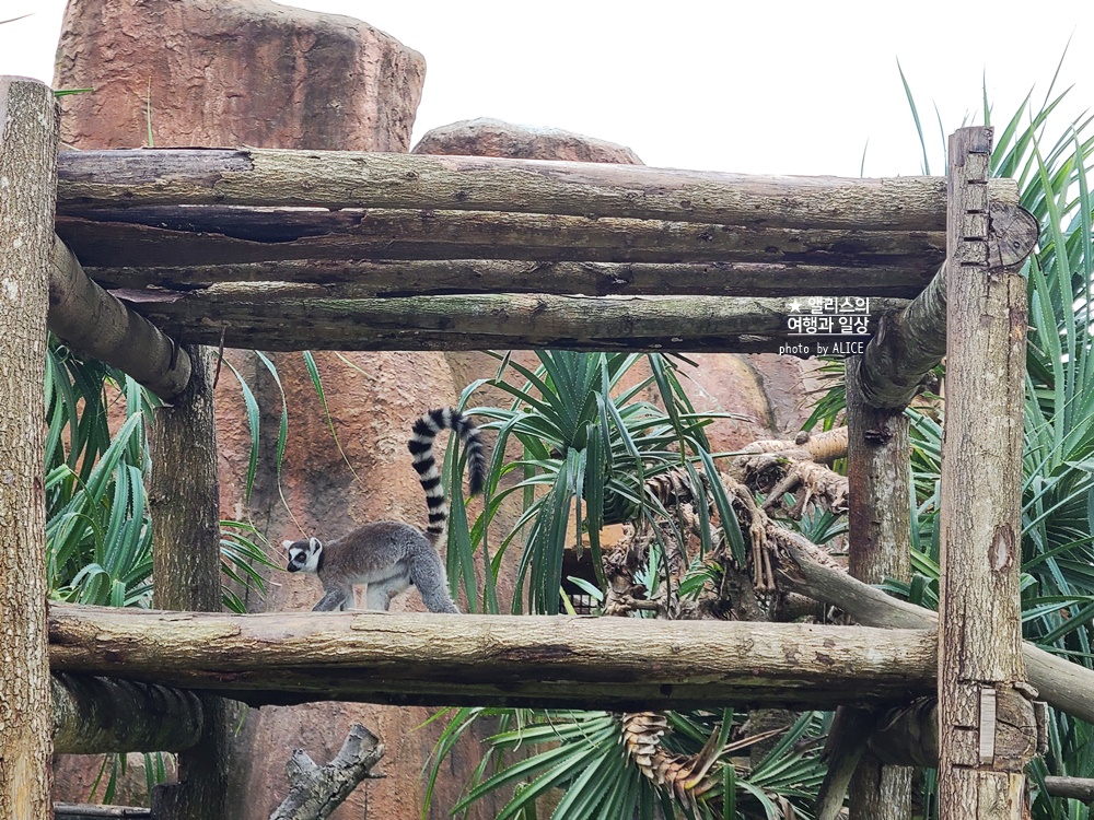 베트남 남호이안 빈원더스 사파리 후기 가격 할인입장권 예약 리버