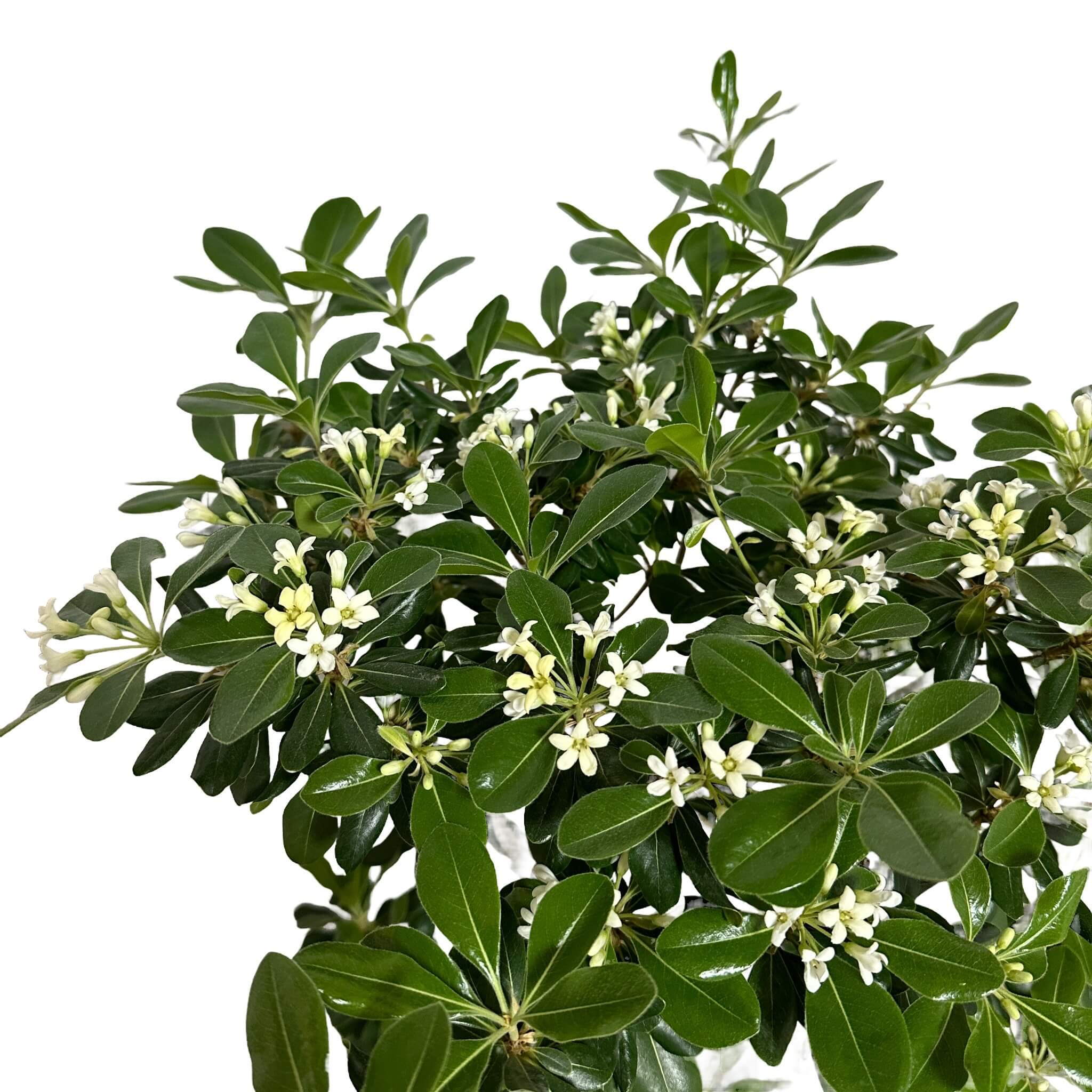 만리향 나무 키우기