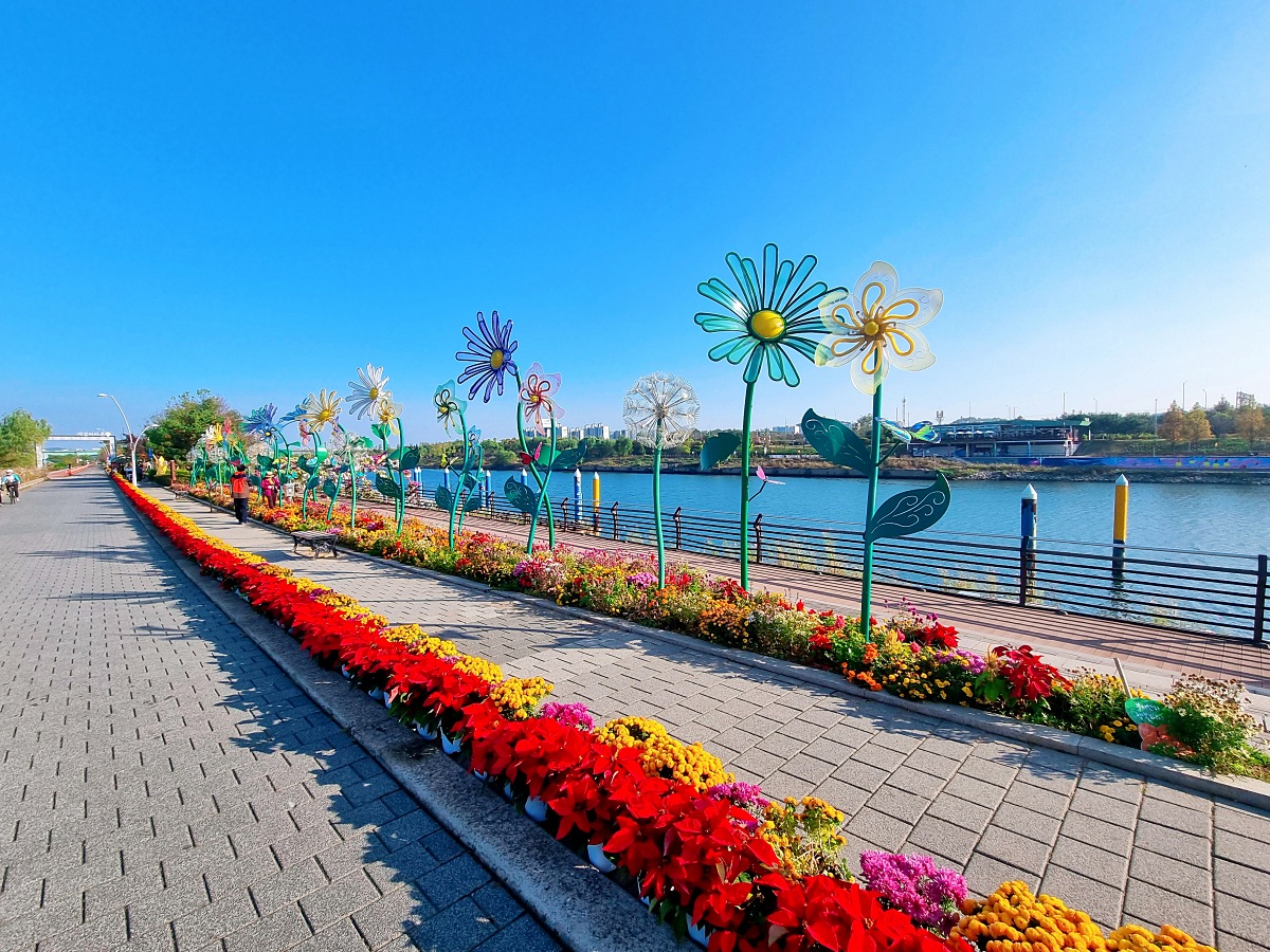 2024 인천 계양 아라온 가을꽃 전시회, 국화 축제(~11.10.): 야경, 아라뱃길, 전통놀이 체험