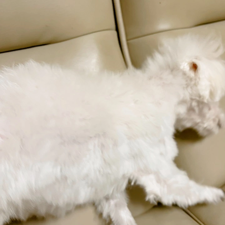 발버둥 치는 똘망이