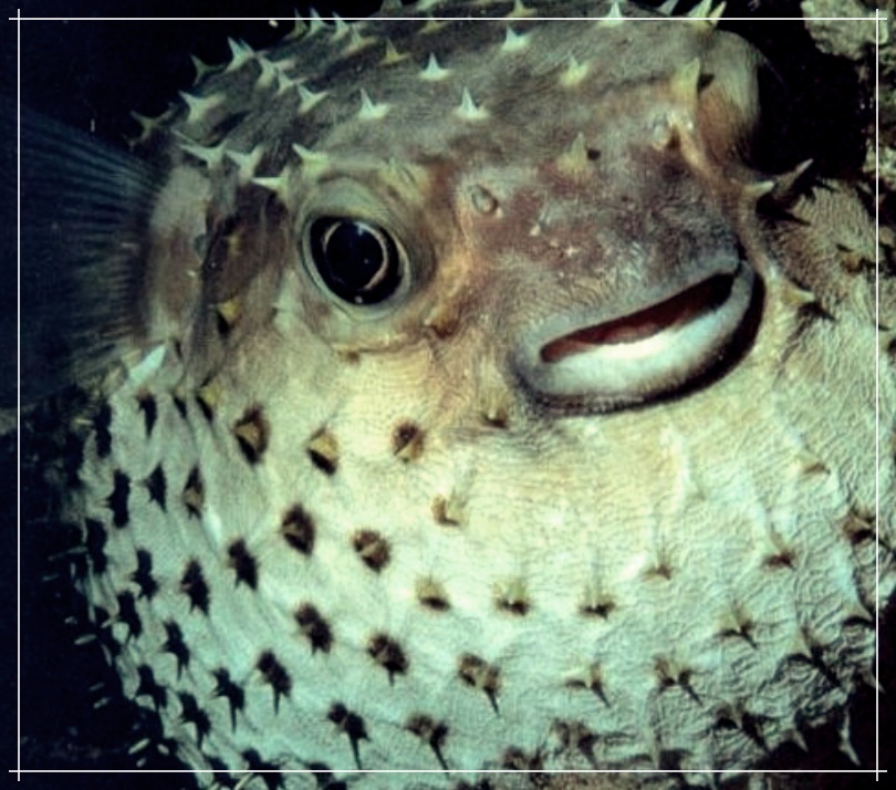 복어의 효능, 효과 그리고 부작용에 대한 자세한 분석