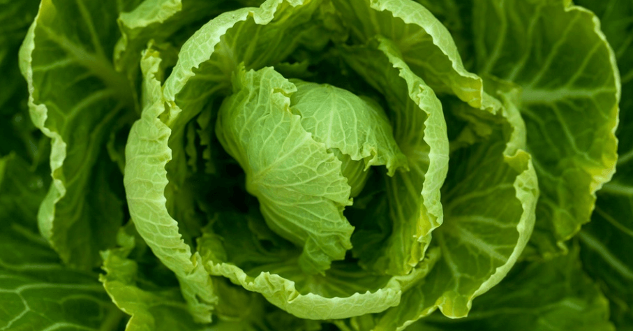 양배추 심어져 있다