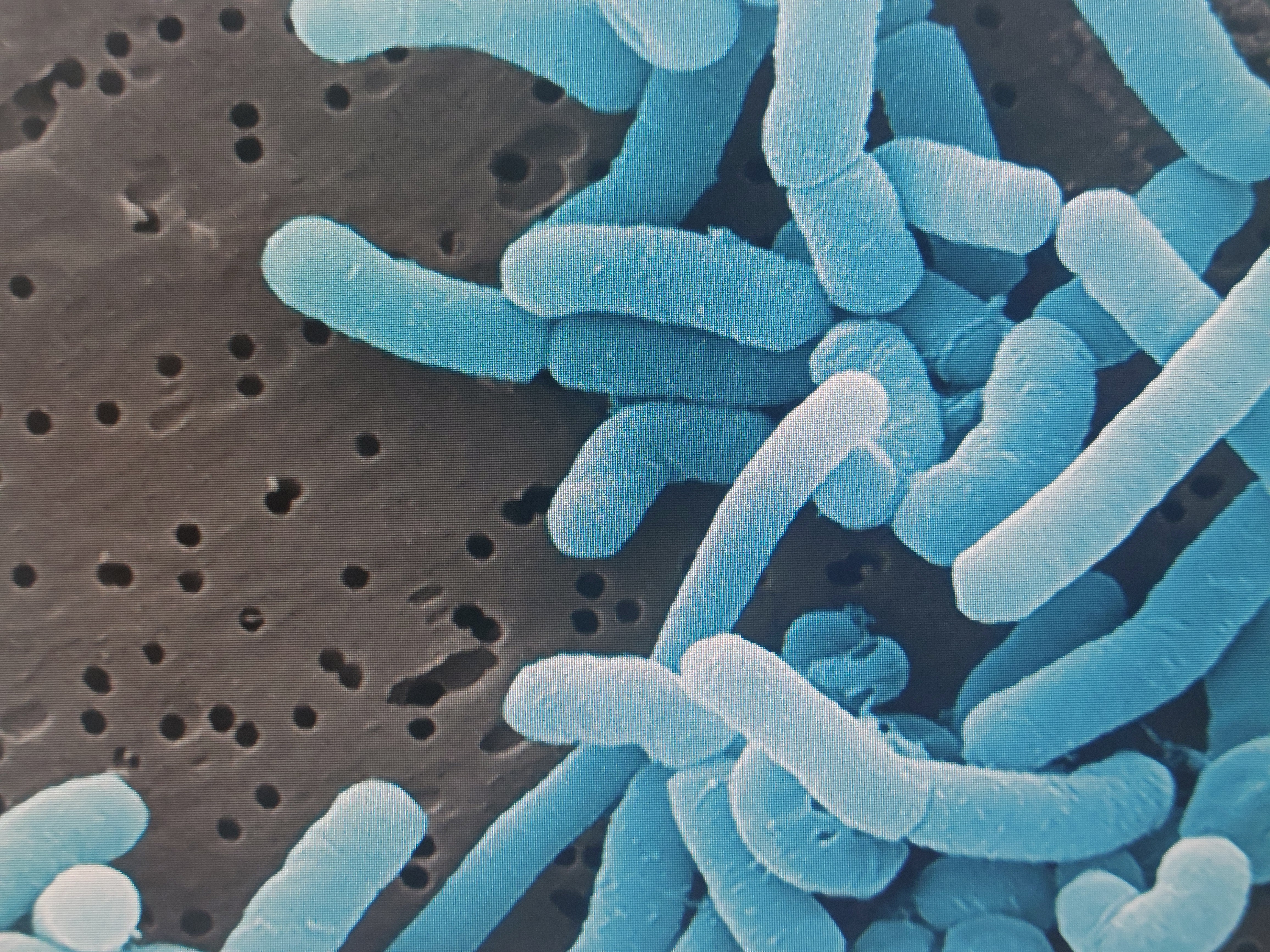 혈당유산균 복용법