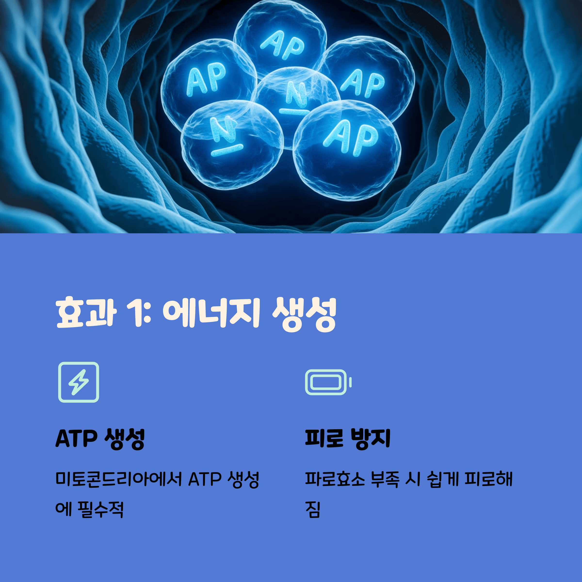 파로효소 효능