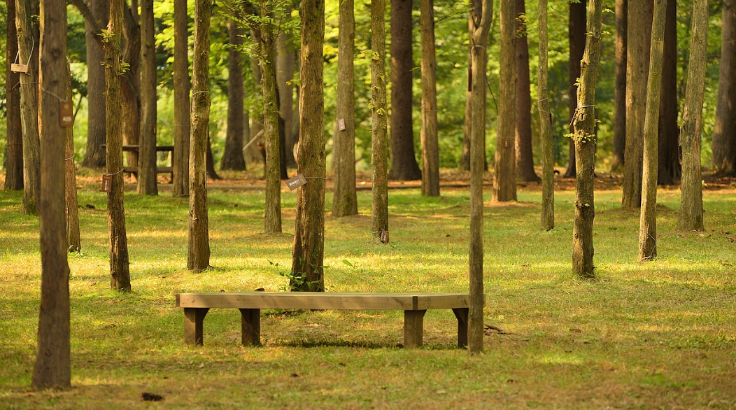 서울근교 남이섬 사진