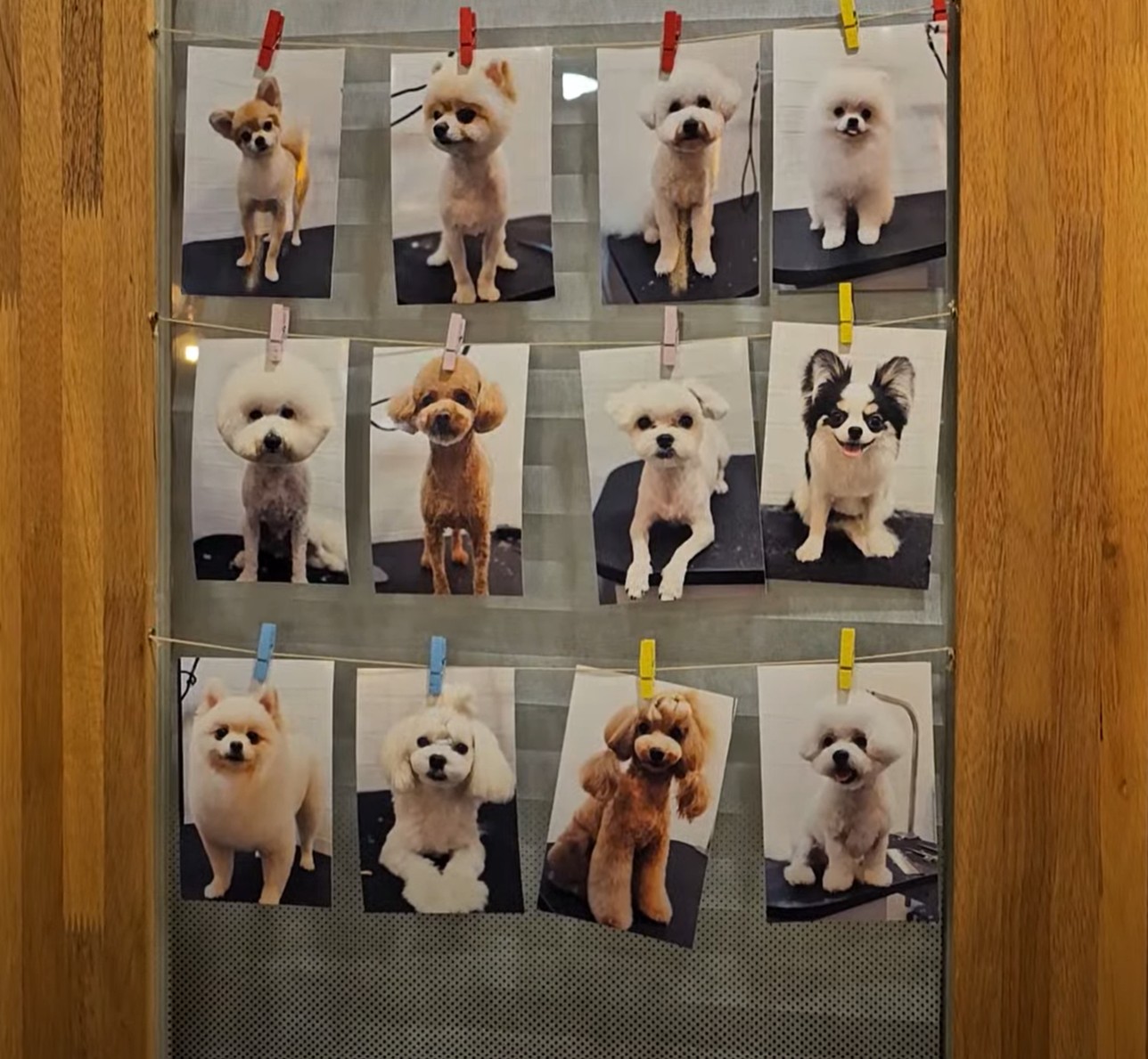 호텔 입구 강아지 사진들