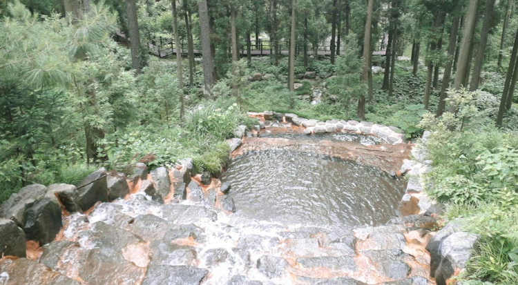 장흥 우드랜드 편백숲