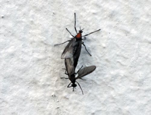 러브버그 퇴치방법