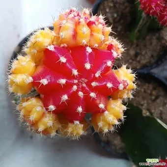 "비모란