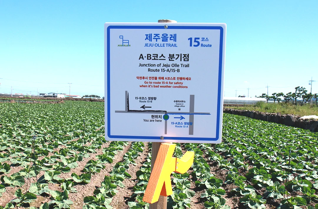 수원리 농로에서 제주 올레길 15코스가 내륙(A코스)과 해안(B코스)으로 갈라지는 지점의 이정표와 풍경 사진.
