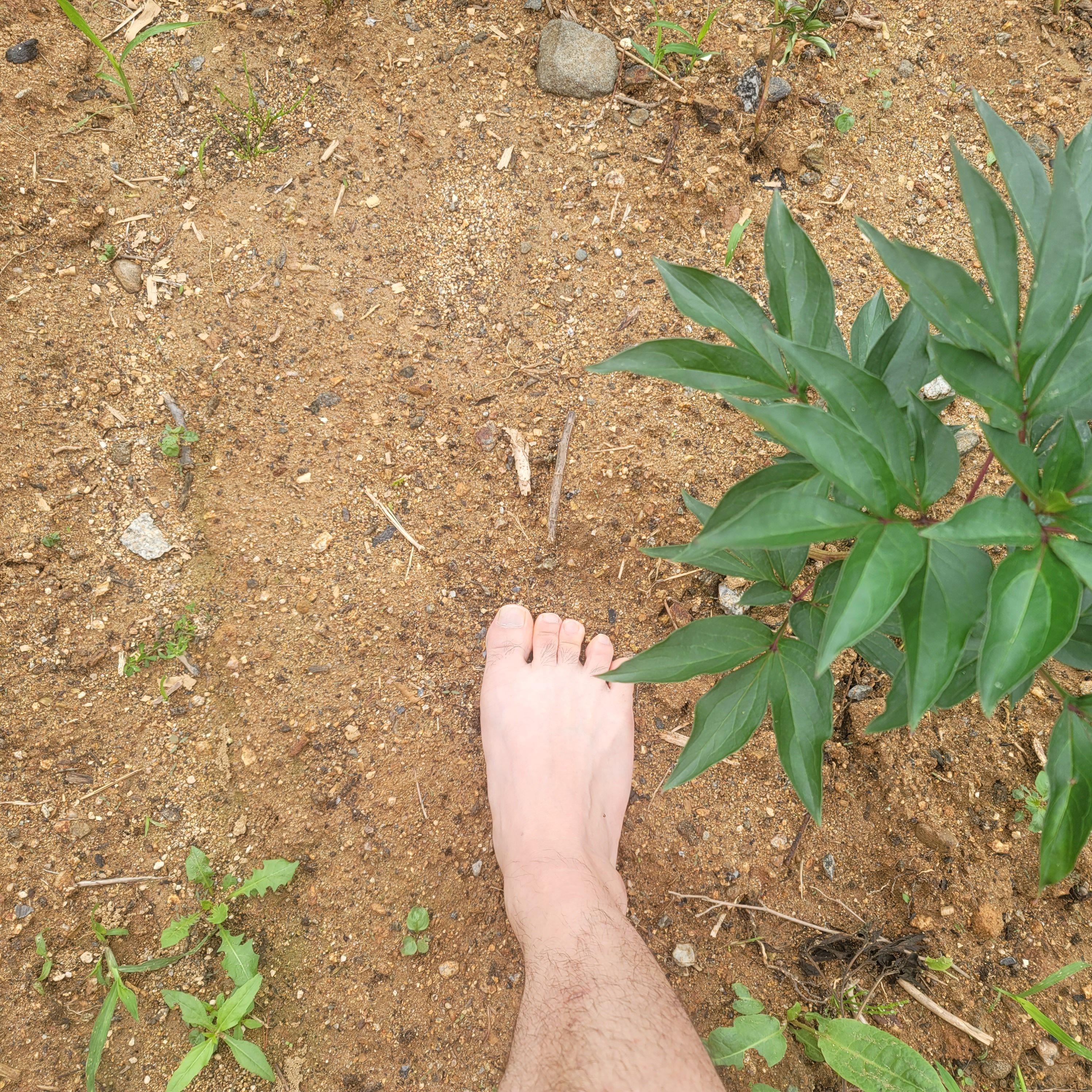 맨발흙길걷기 매일 실천