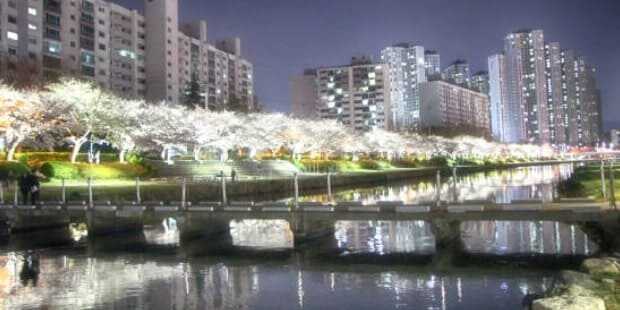 2025 석촌호수 벚꽃축제