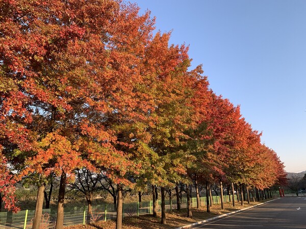 2024 베어트리파크 단풍축제 예매