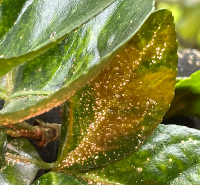 사철깍지벌레 피해1