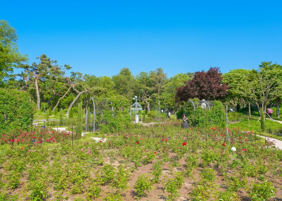 서울대공원 장미축제