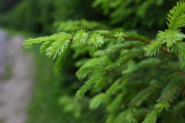 주기율표 5번 원소 붕소