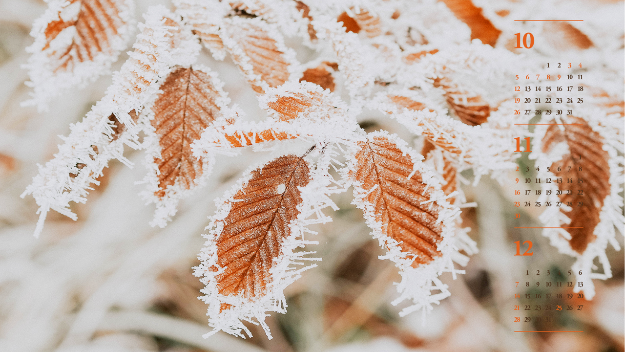 02 서리가 내린 나뭇잎 B - 2025년11월 노트북배경화면