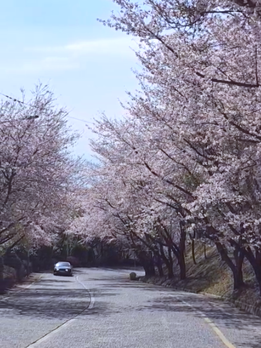 황령산벚꽃터널