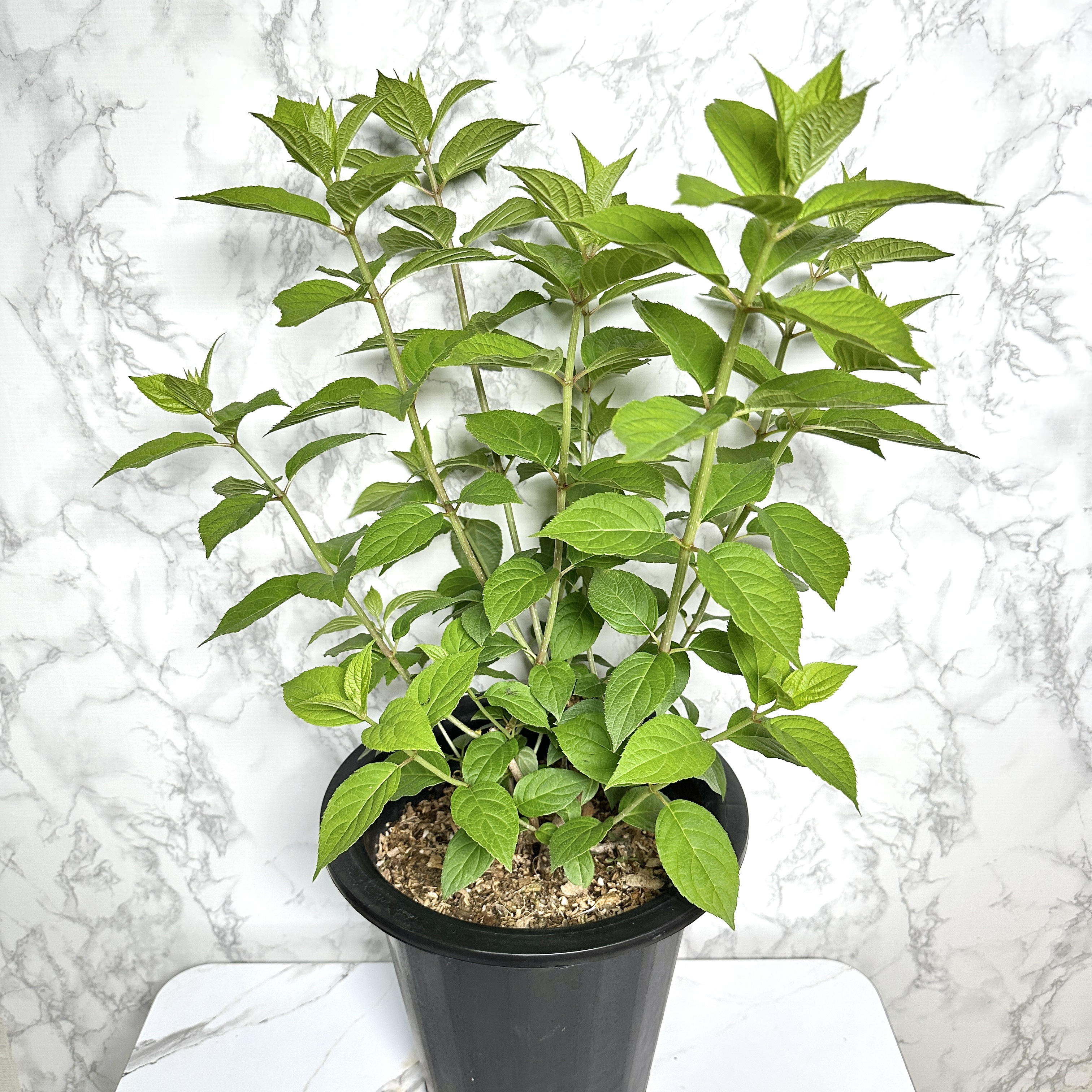 라임라이트 수국 키우기 목수국