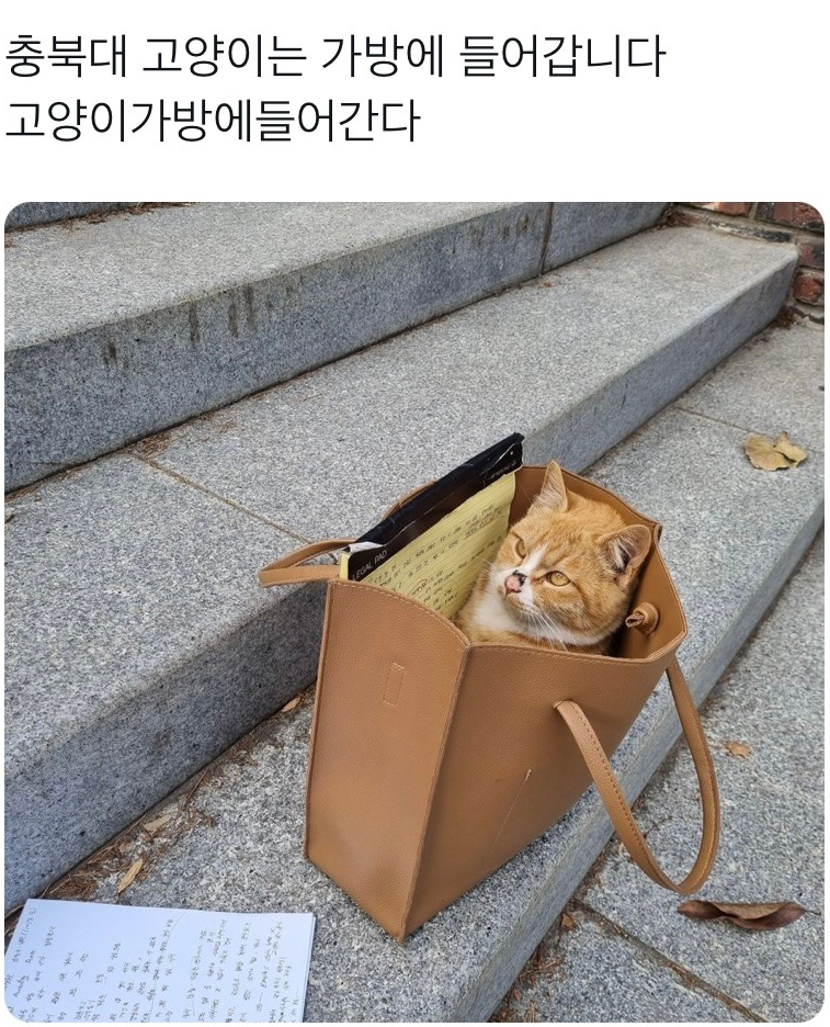 충북대 고양이는 가방에 들어갑니다 
고양이가방에들어간다