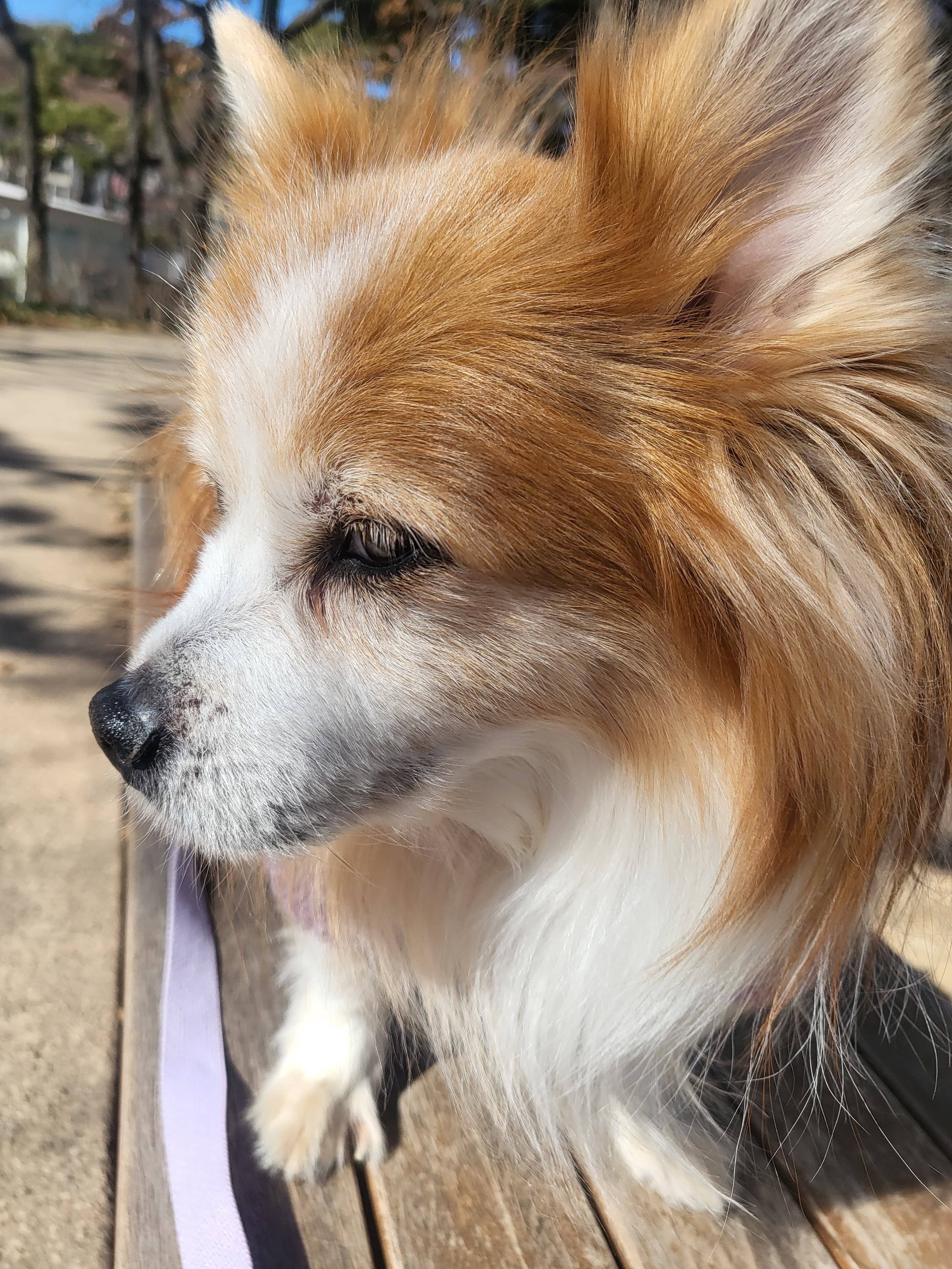 노견 수면시간&amp;#44; 나이가 들수록 변화하는 이유와 관리 방법