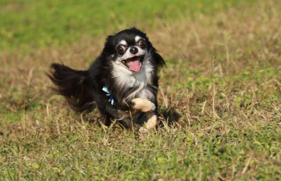 개의 눈이 빨갛고 충혈