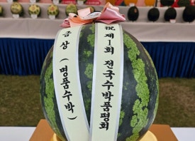 조성술 수박