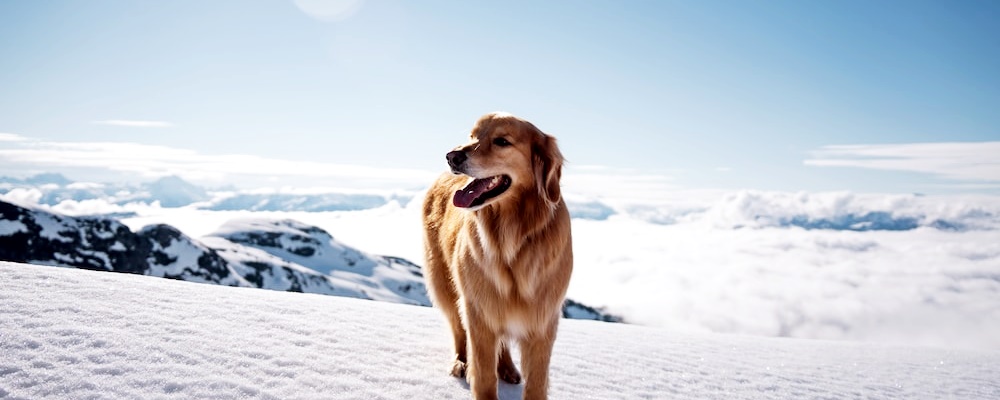 강아지 혼내는 방법 3