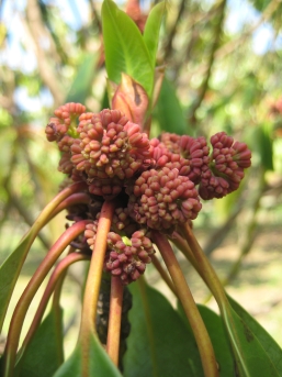 굴거리나무 꽃2