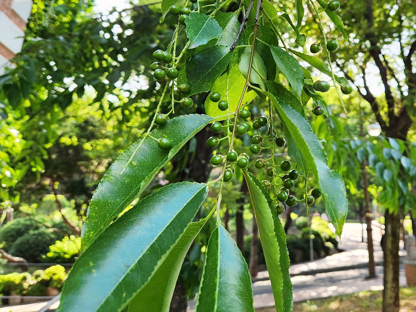 세로티나벚나무