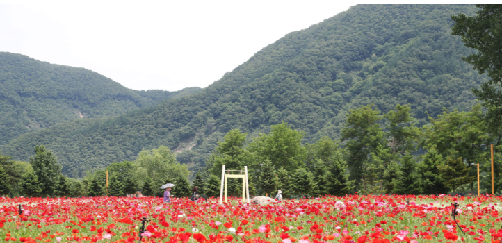 가평 자라섬 꽃축제 관람내용,주차정보,입장료 소개