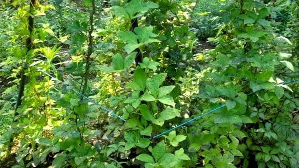 더덕-재배법-생태-생육특성-개화시기-토양요건-온도특성-광량특성-사포닌