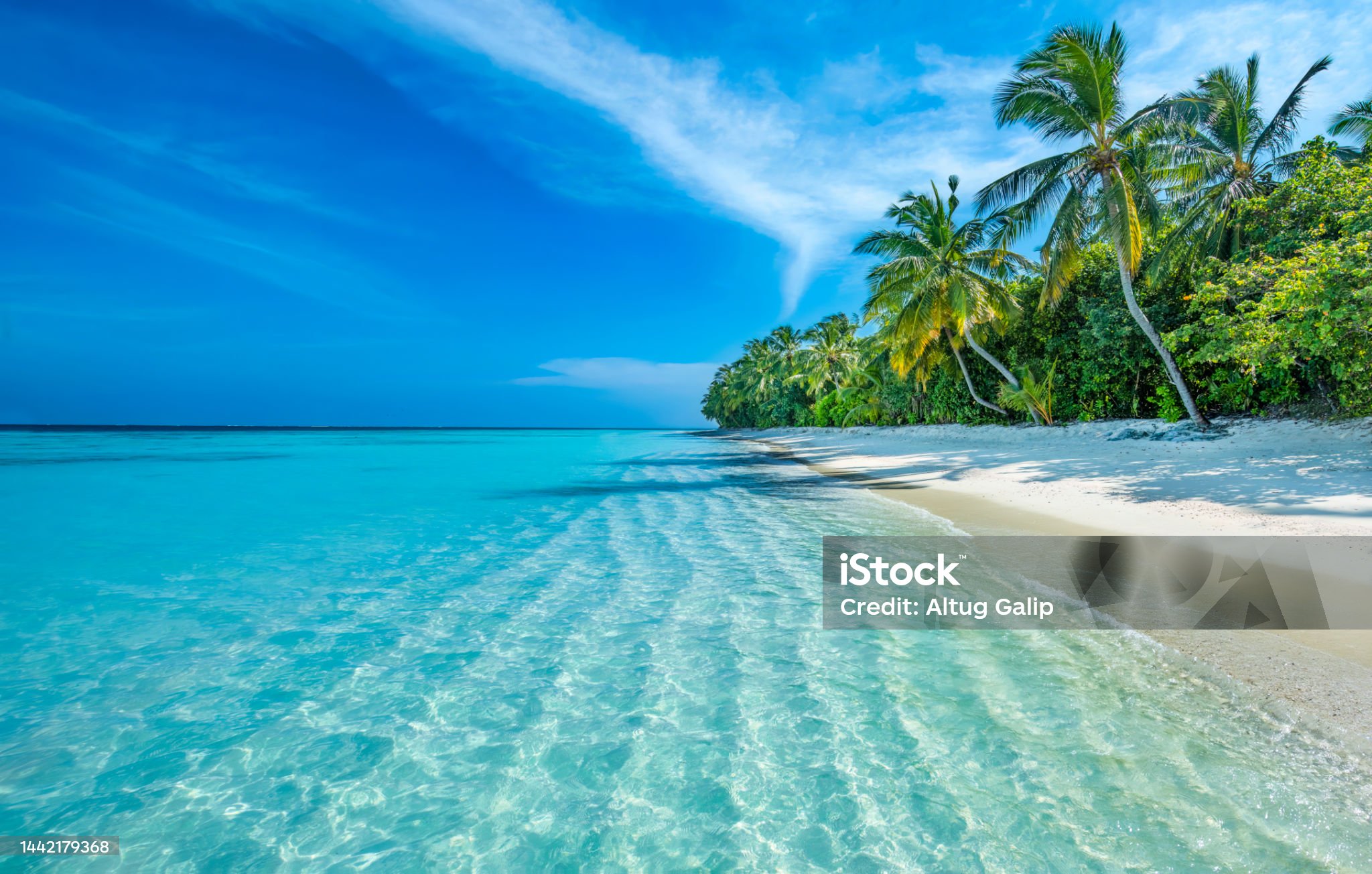 바다와 야자수 나무숲을 함께 찍은 사진입니다.