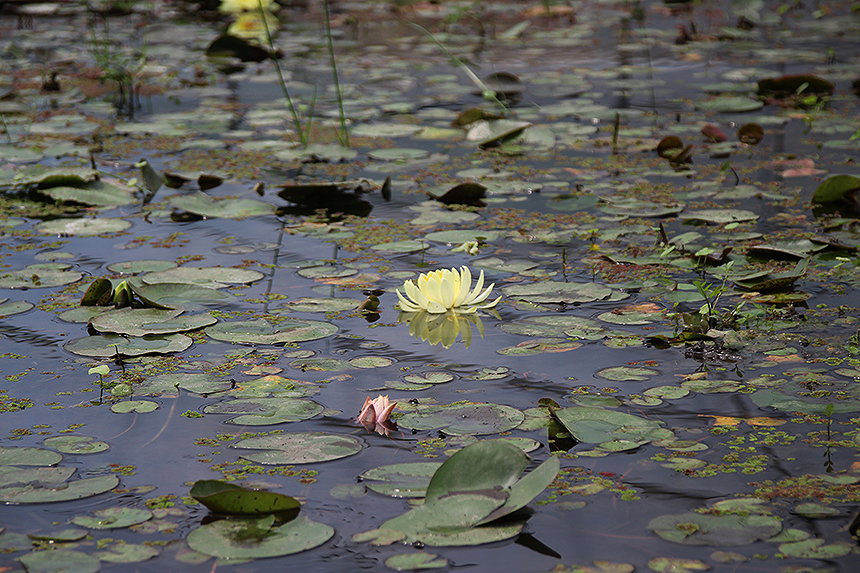 천상의 정원, 수생식물학습원