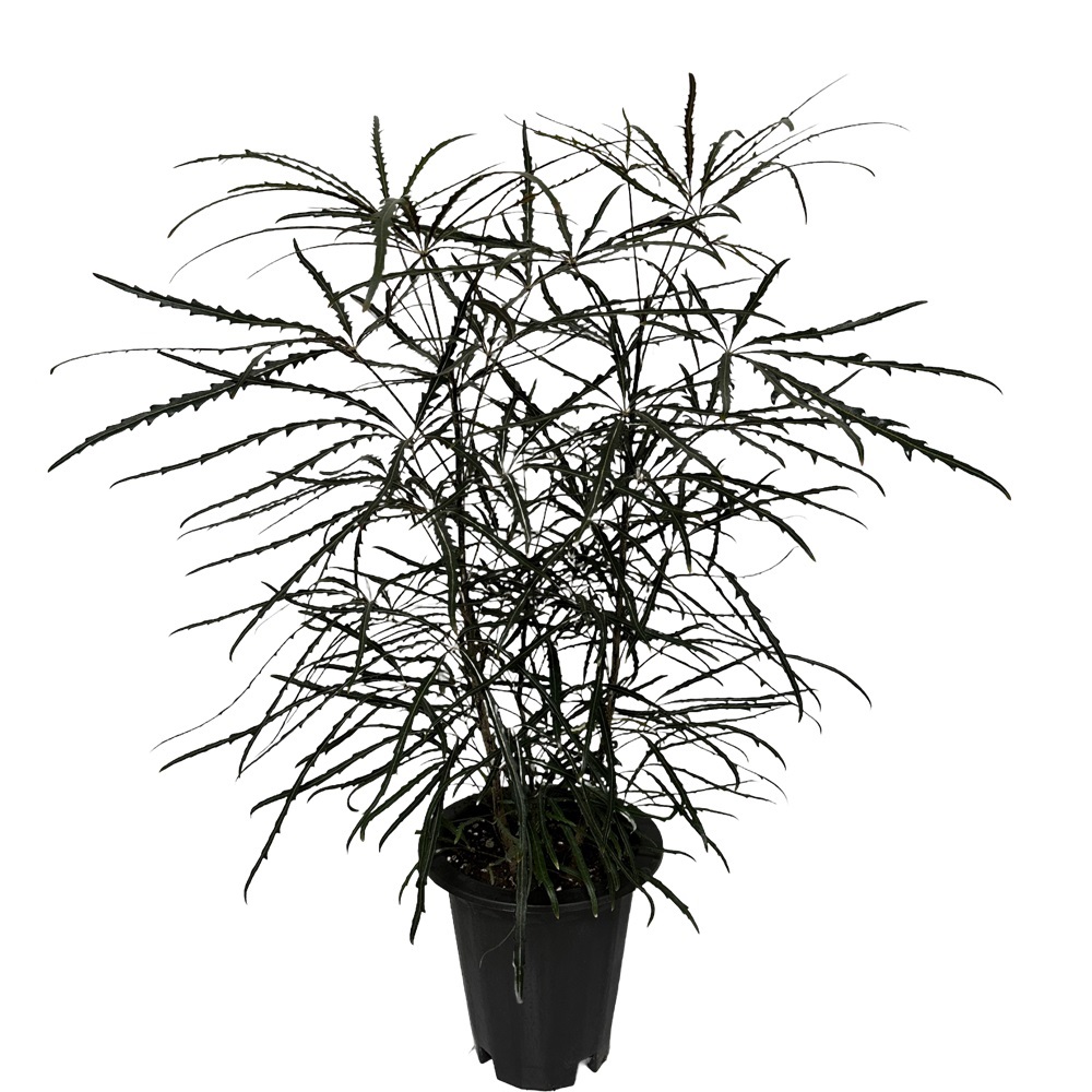 키우기 좋은 식물