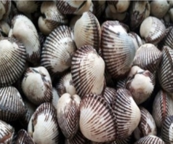 새꼬막 비교사진