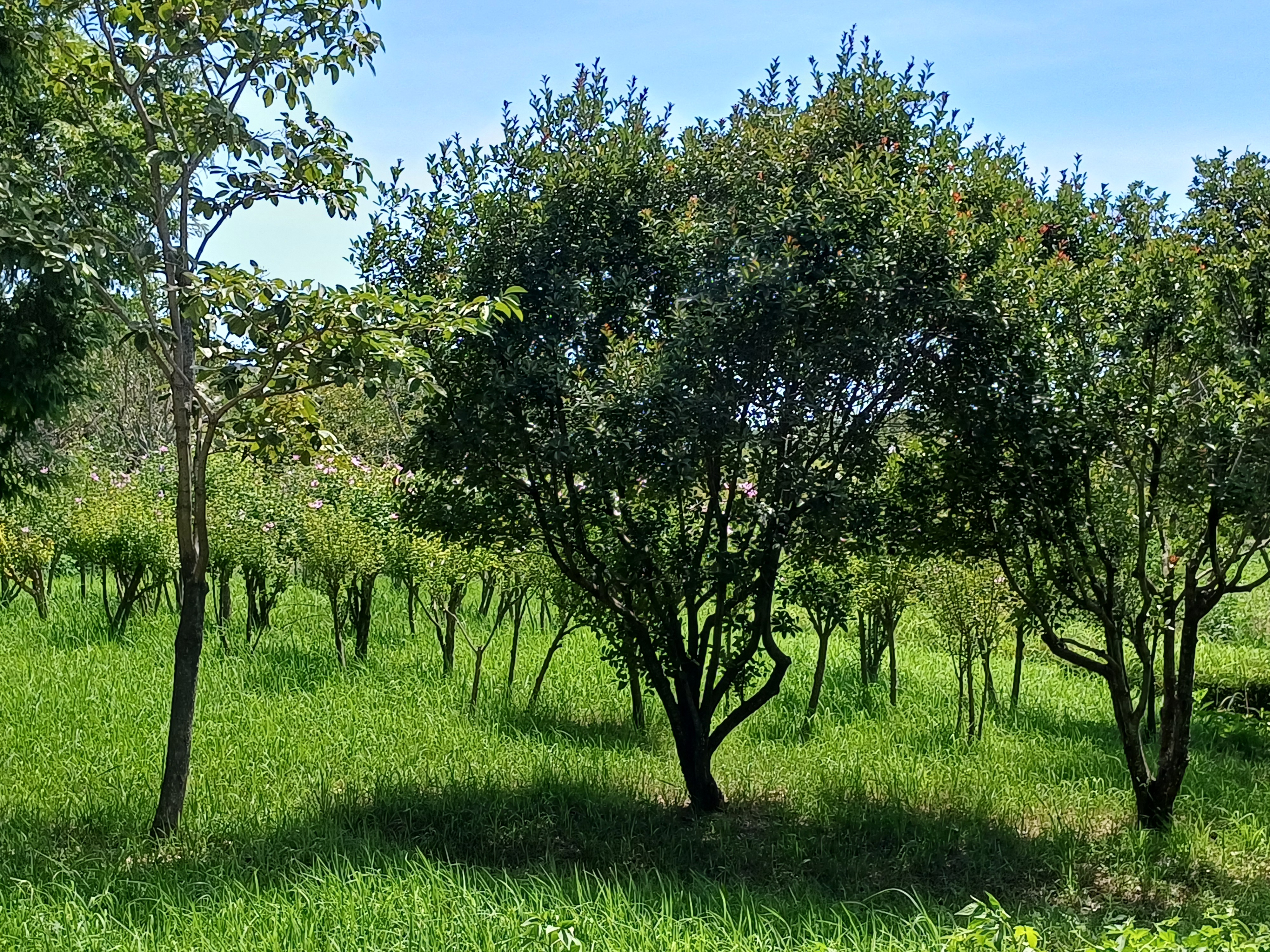 green-tinted trees