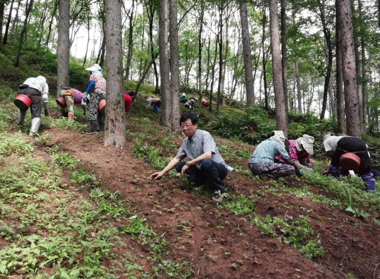 6시내고향 강원 평창 산양삼 구매방법 산삼어람