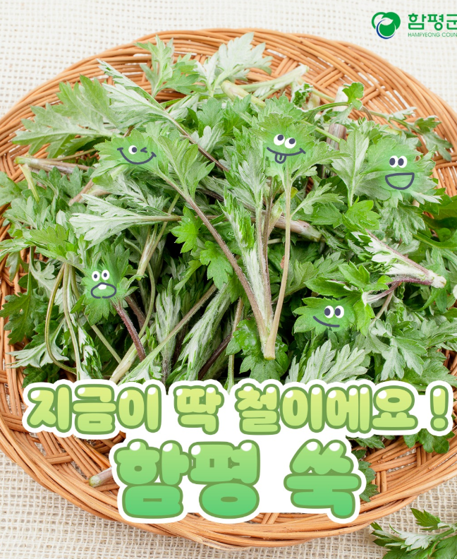 2025. 함평나비축제