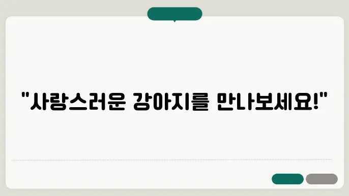 안산강아지보호소의 전문적인 케어 센터