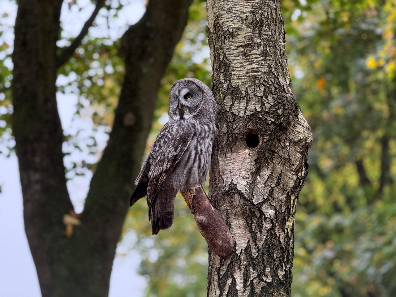 그레이트 그레이 올(Great Grey Owl)은 거대한 얼굴 원반과 회색 깃털이 특징인 북부 숲의 신비로운 대형 올빼미다.