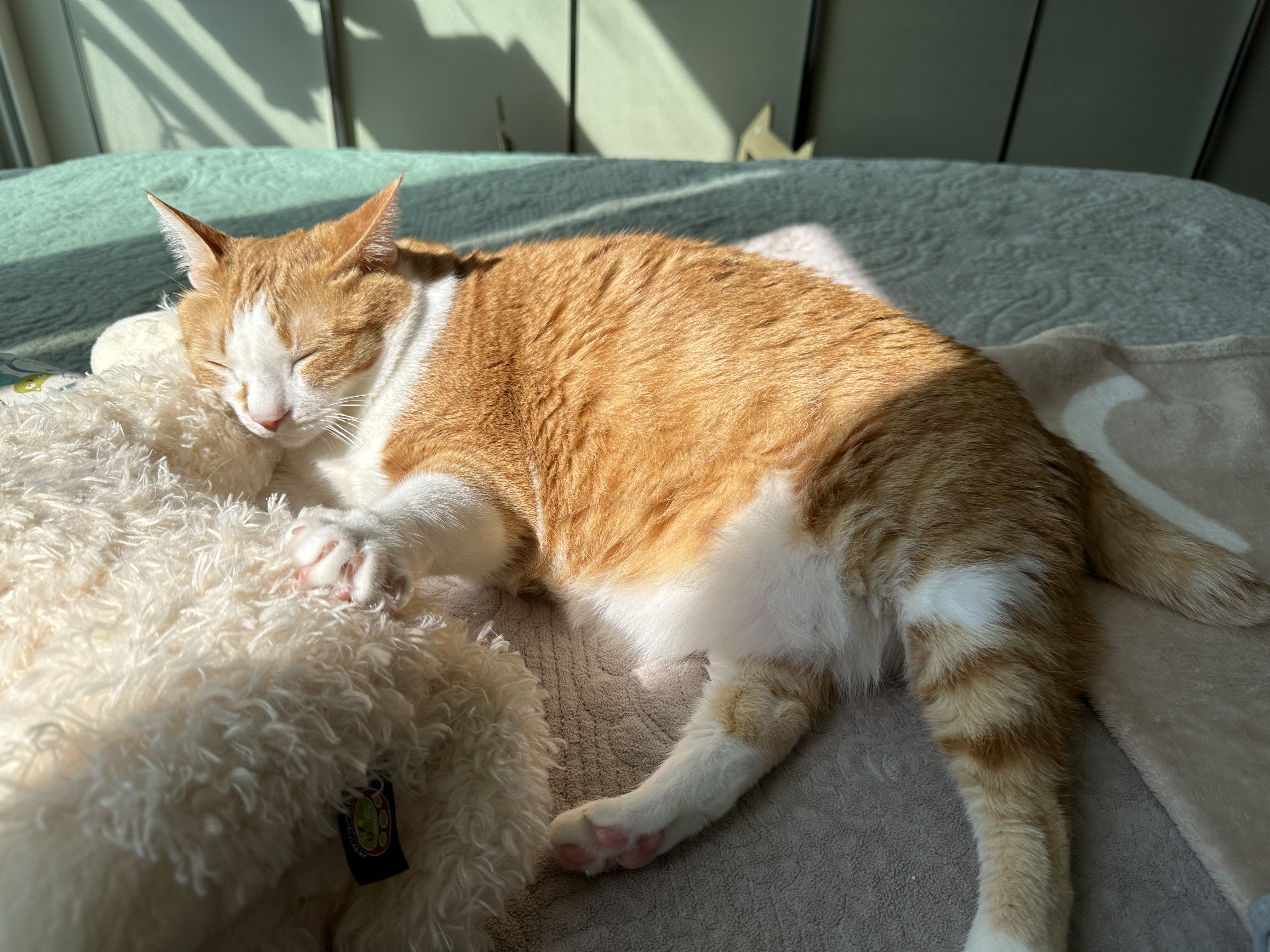 이제_라마_인형에_기대서_햇살_받으며_잠을_청하는_호야