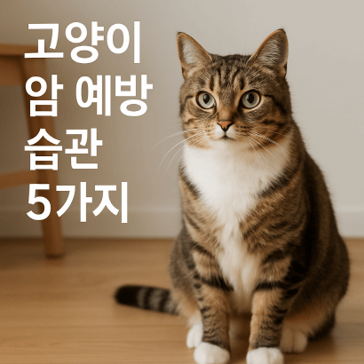 고양이 암 예방 습관 5가지 : 지금부터 실천하세요