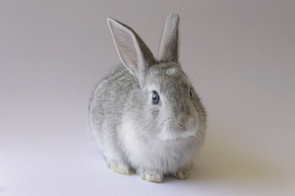 2026년 토끼띠 월별 운세 총정리